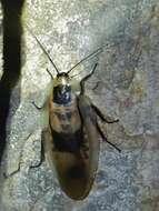 صورة Blaberus giganteus (Linnaeus 1758)