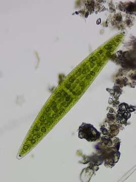 Image of Closterium acerosum f. lanceolatum