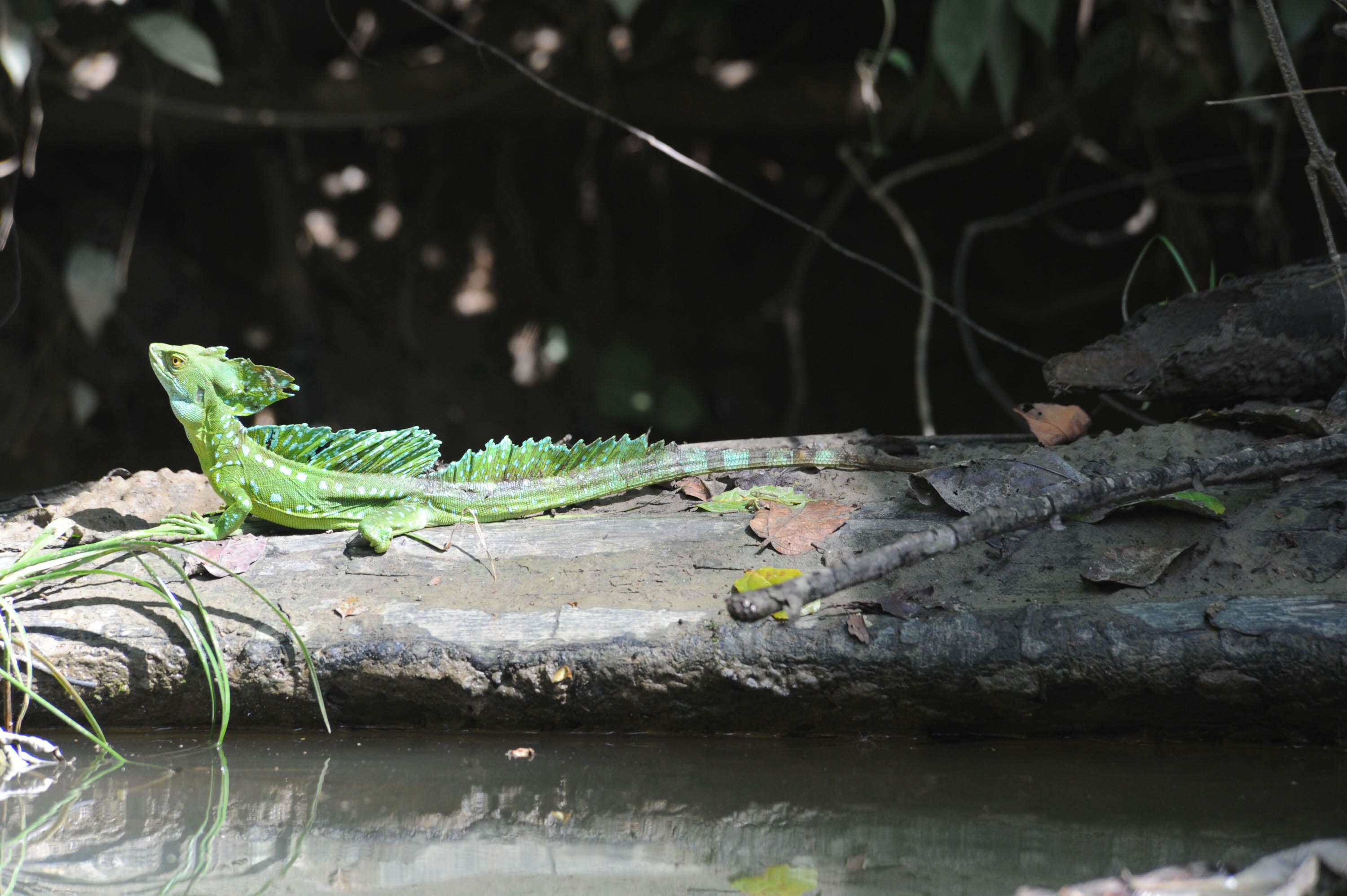 Image of Green Basilisk