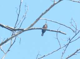 Image of Dusky-backed Jacamar