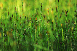 Image of variegated horsetail