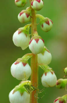 Image of common wintergreen