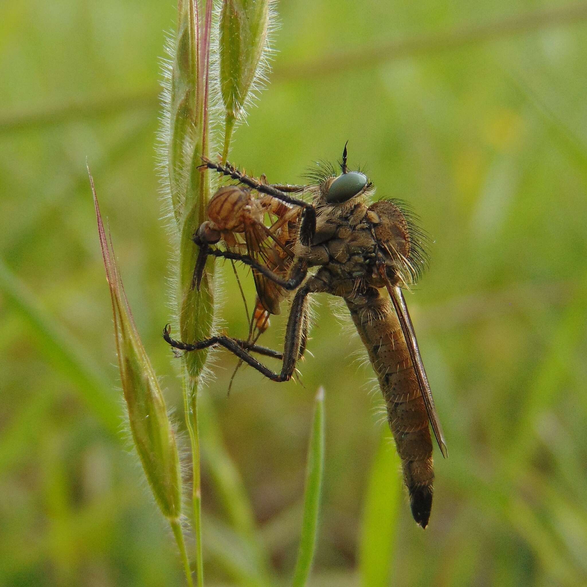 صورة Dysmachus stylifer (Loew 1854)