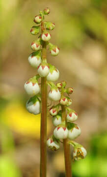 Image of common wintergreen