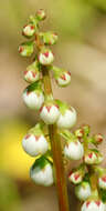 Image of common wintergreen