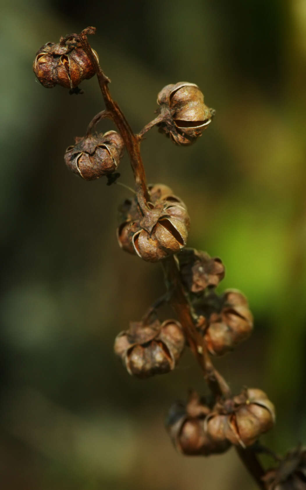 Image of common wintergreen