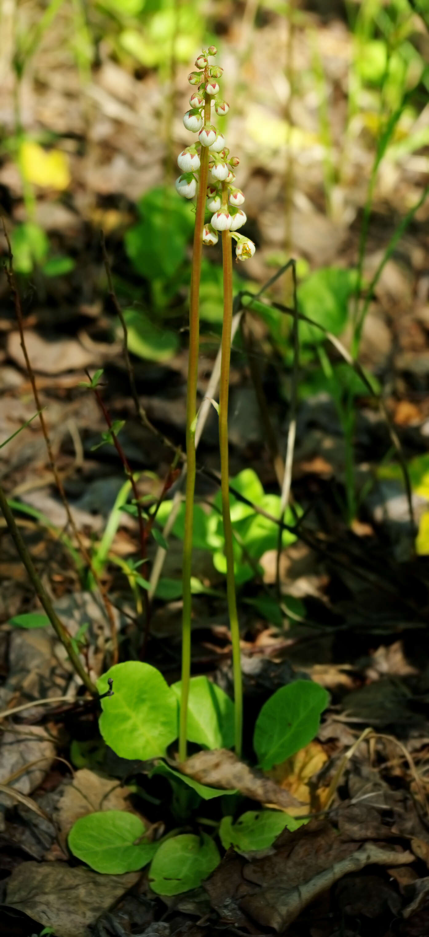 Image of common wintergreen
