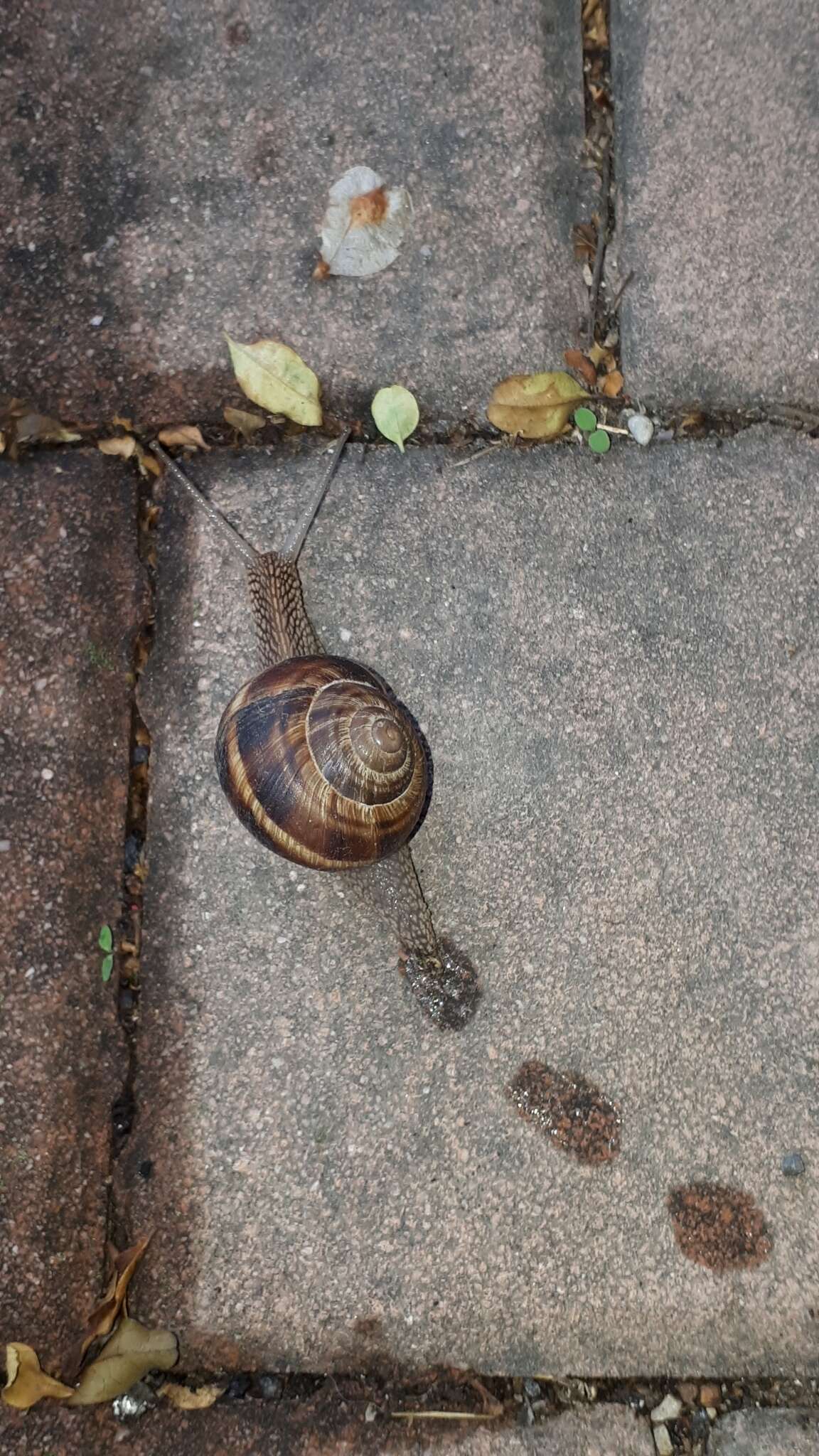 Image of lucorum helix