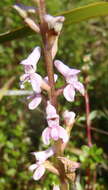 Image of Disa aconitoides subsp. aconitoides