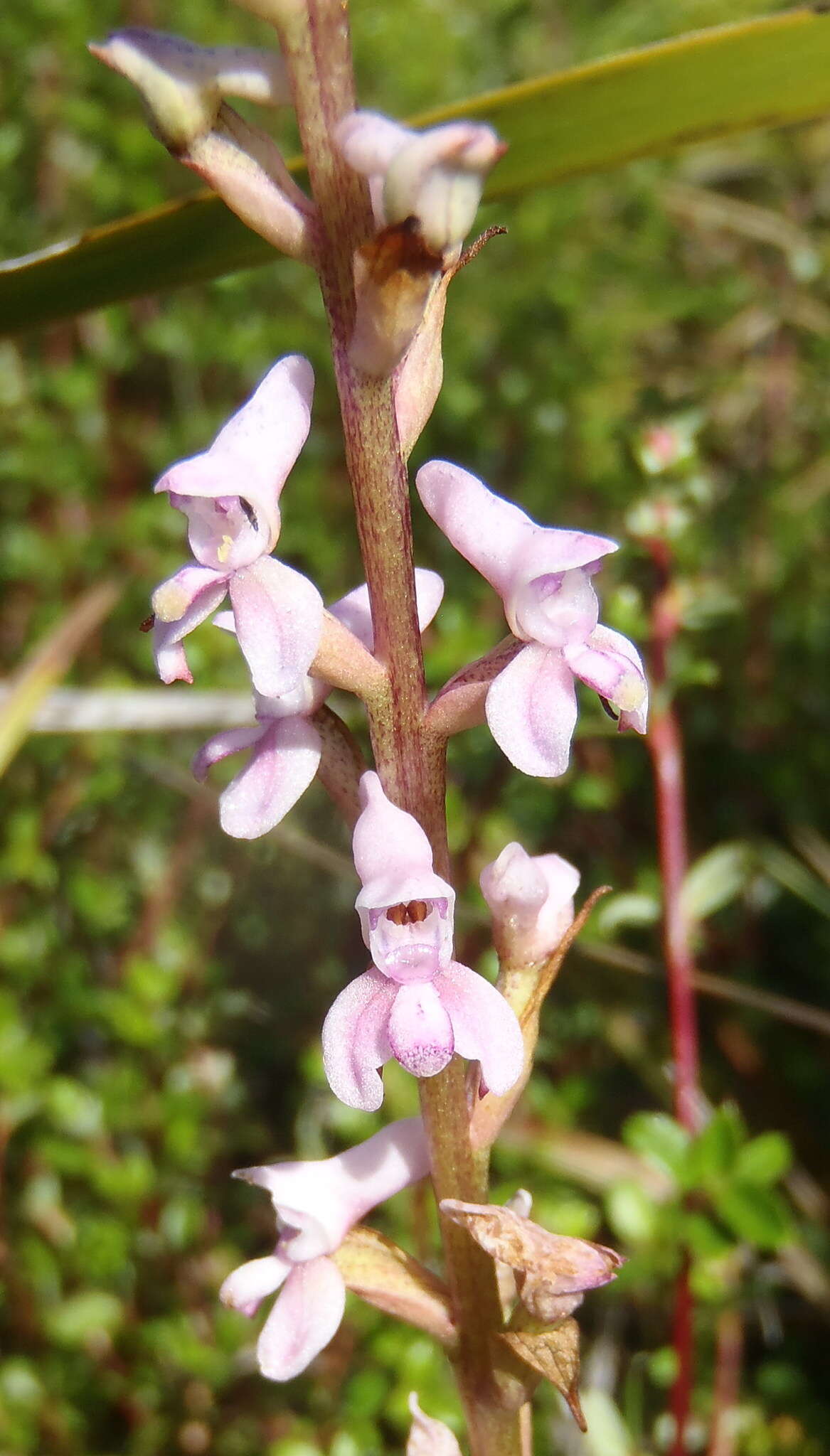 Image de Disa aconitoides subsp. aconitoides