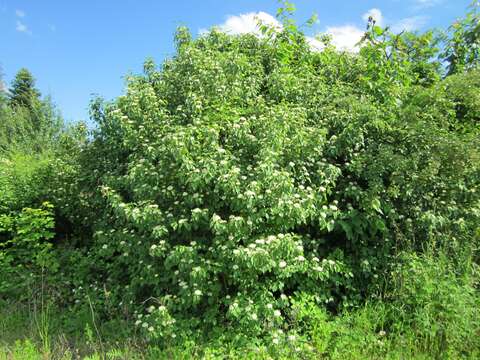 Image of bloodtwig dogwood