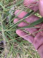 Image of Dichanthium fecundum S. T. Blake