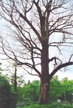 Image of Black Poplar