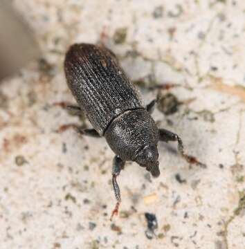 Image of Weevil