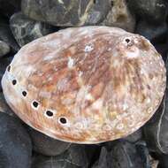 Image of silver abalone