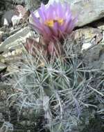 صورة Sclerocactus glaucus (K. Schum.) L. D. Benson