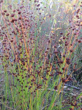 Слика од Juncus alpinoarticulatus Chaix