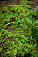 Image of American false pennyroyal