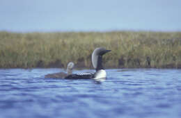 Image of loons