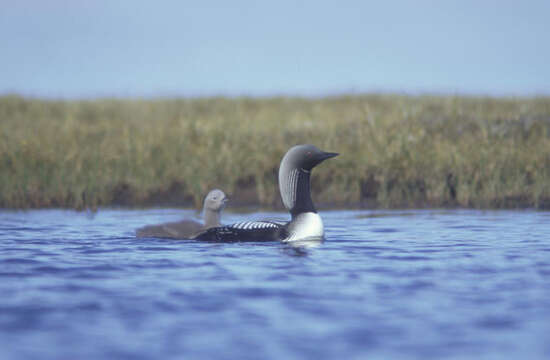 Image of loons