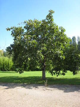 Image of Chinese Necklace Poplar