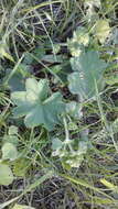 Image of Alchemilla plicata Buser