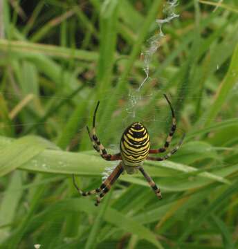 Image of Barbary Spider