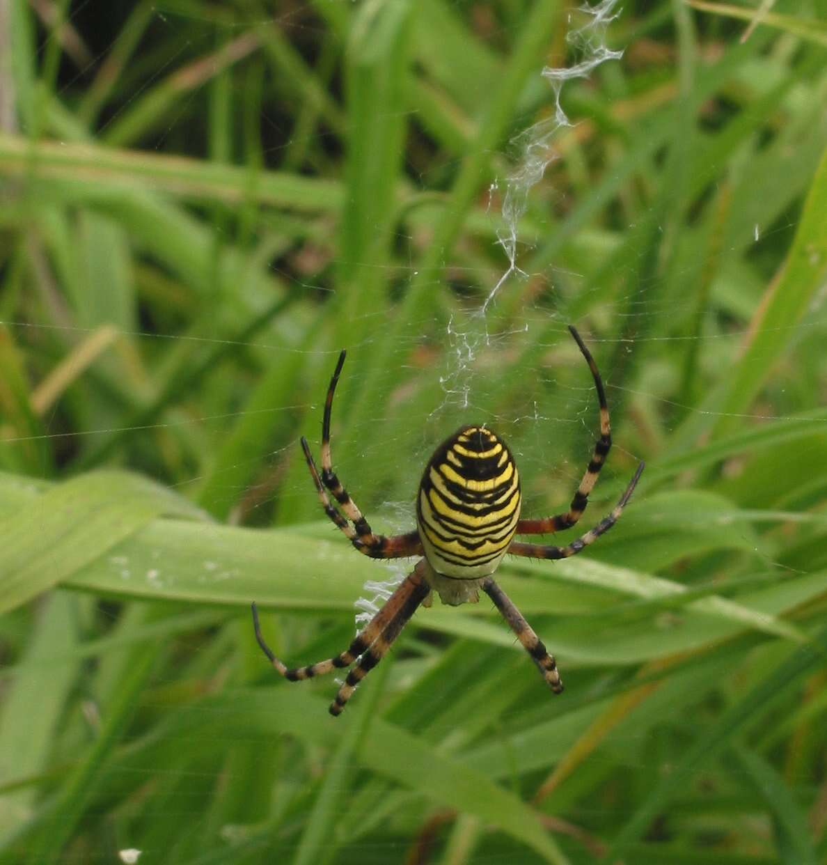 Image of Barbary Spider