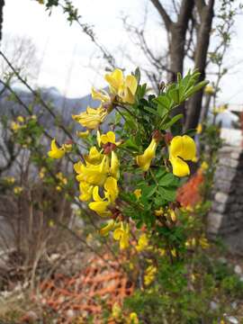 Image of Scorpion Senna