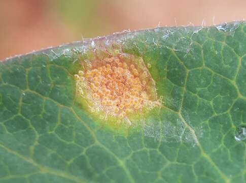 Image of Puccinia festucae Plowr. 1893