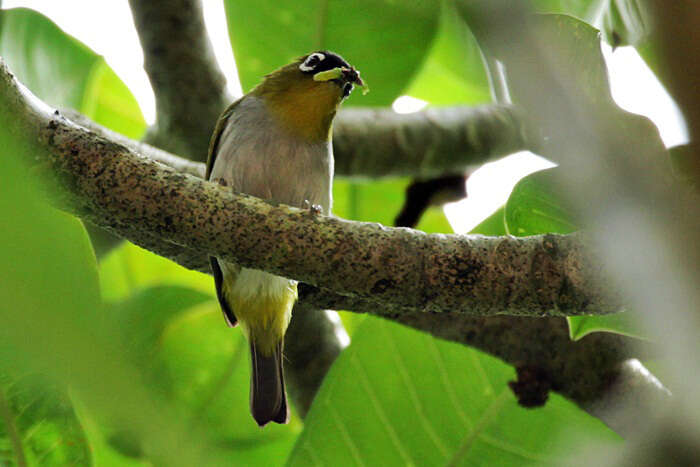 Image of Black-crowned White-eye