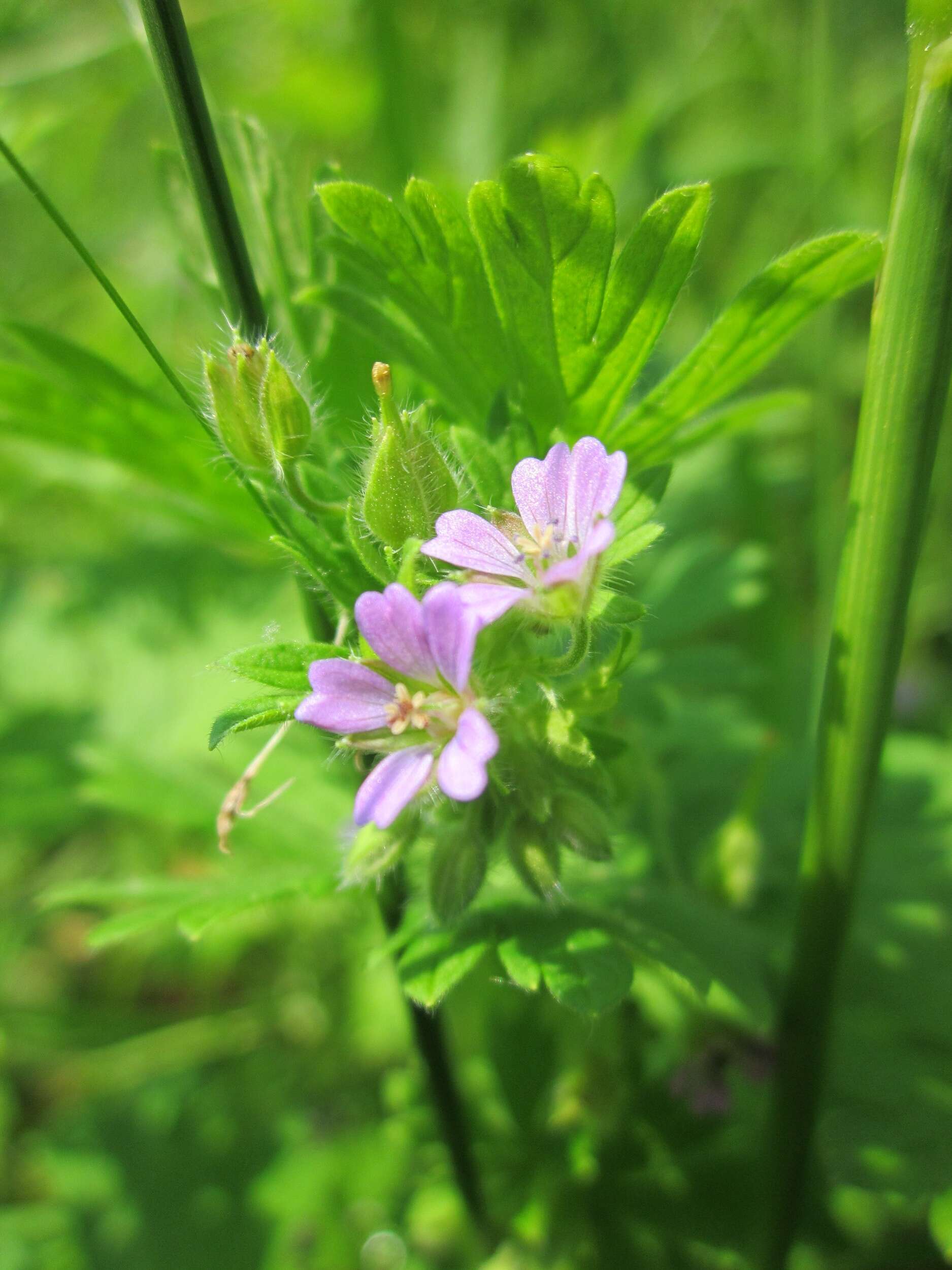 Image of Small-flowered Cranesbill