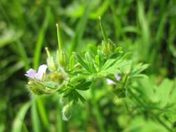 Image of Small-flowered Cranesbill