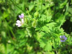 Image of Small-flowered Cranesbill