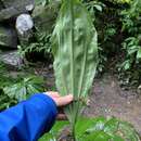 Image of Phaius mishmensis (Lindl. & Paxton) Rchb. fil.