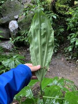 Image of Phaius mishmensis (Lindl. & Paxton) Rchb. fil.