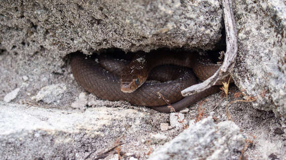 Image of Pseudonaja affinis exilis Storr 1989