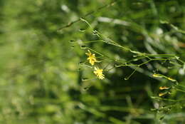 Image of nipplewort