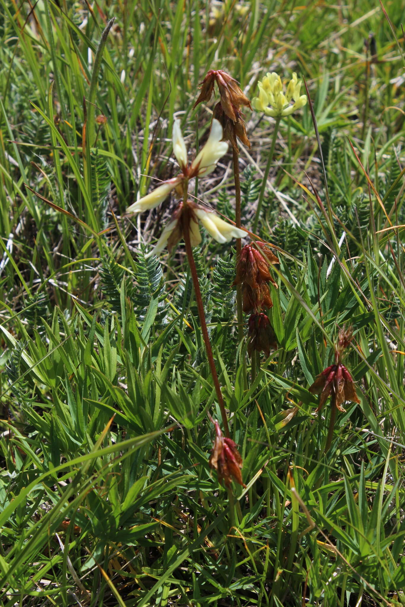 Слика од Trifolium polyphyllum (C. A. Mey.) Latsch.