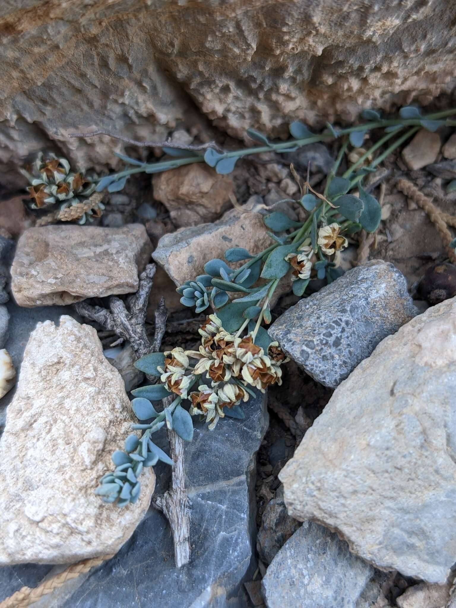 صورة دحينبان (دَحينَبان)