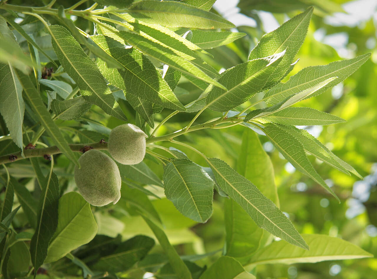 Imagem de Prunus dulcis (Mill.) D. A. Webb