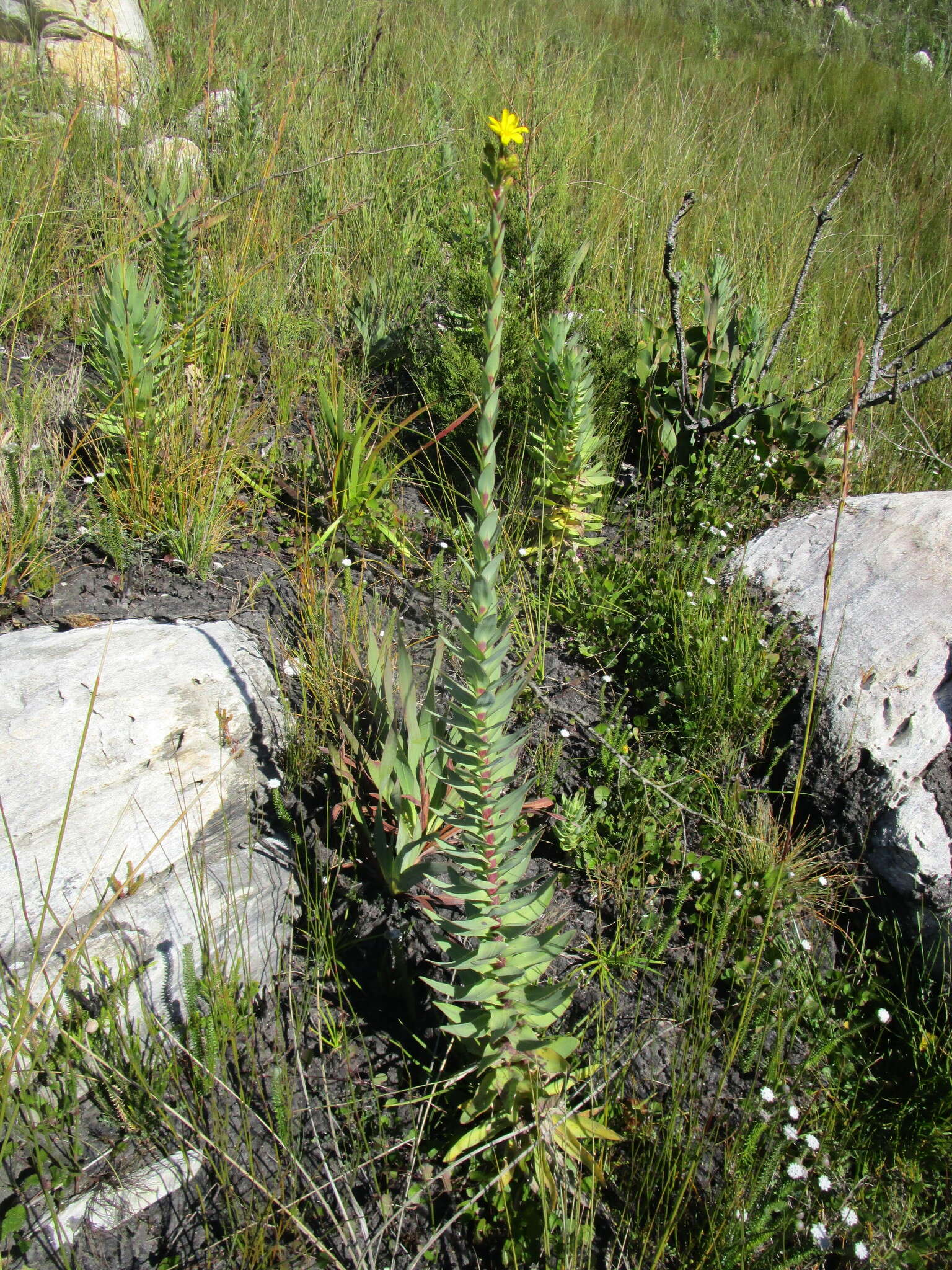 Image of Osteospermum corymbosum L.