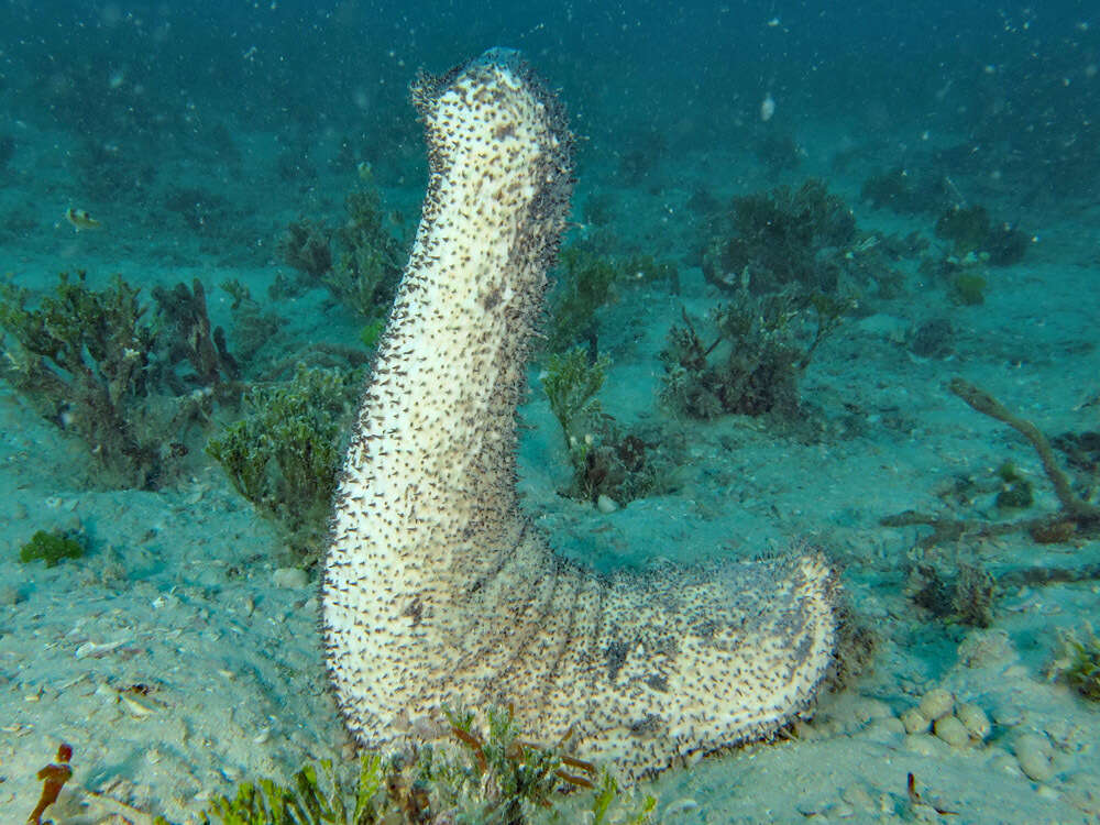 Image of Holothuria (Metriatyla) lessoni Massin, Uthicke, Purcell, Rowe & Samyn 2009