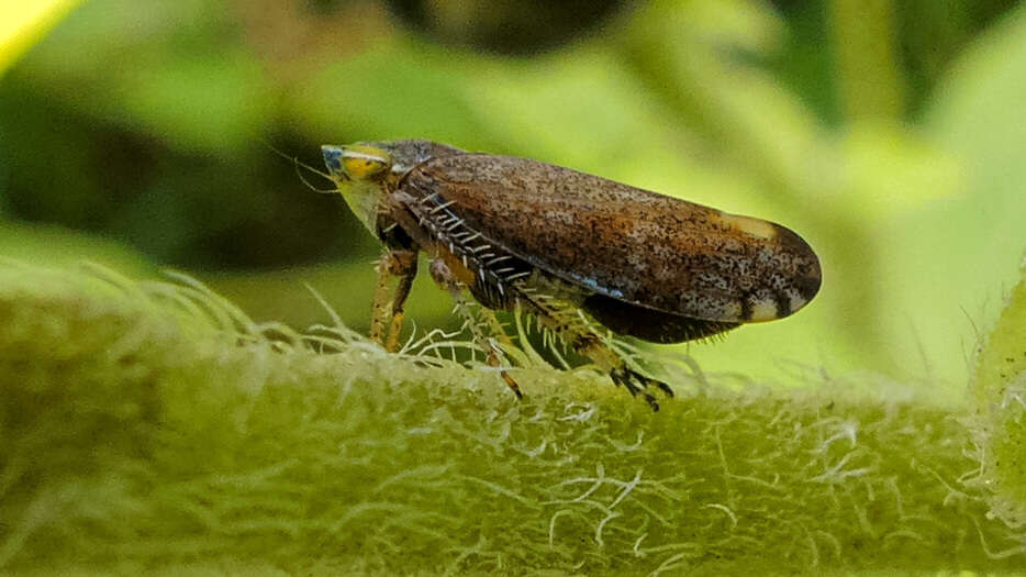 Image of Privet Leafhopper