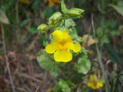 Image of Erythranthe guttata (DC.) G. L. Nesom