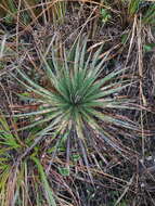 Image of Puya clava-herculis Mez & Sodiro