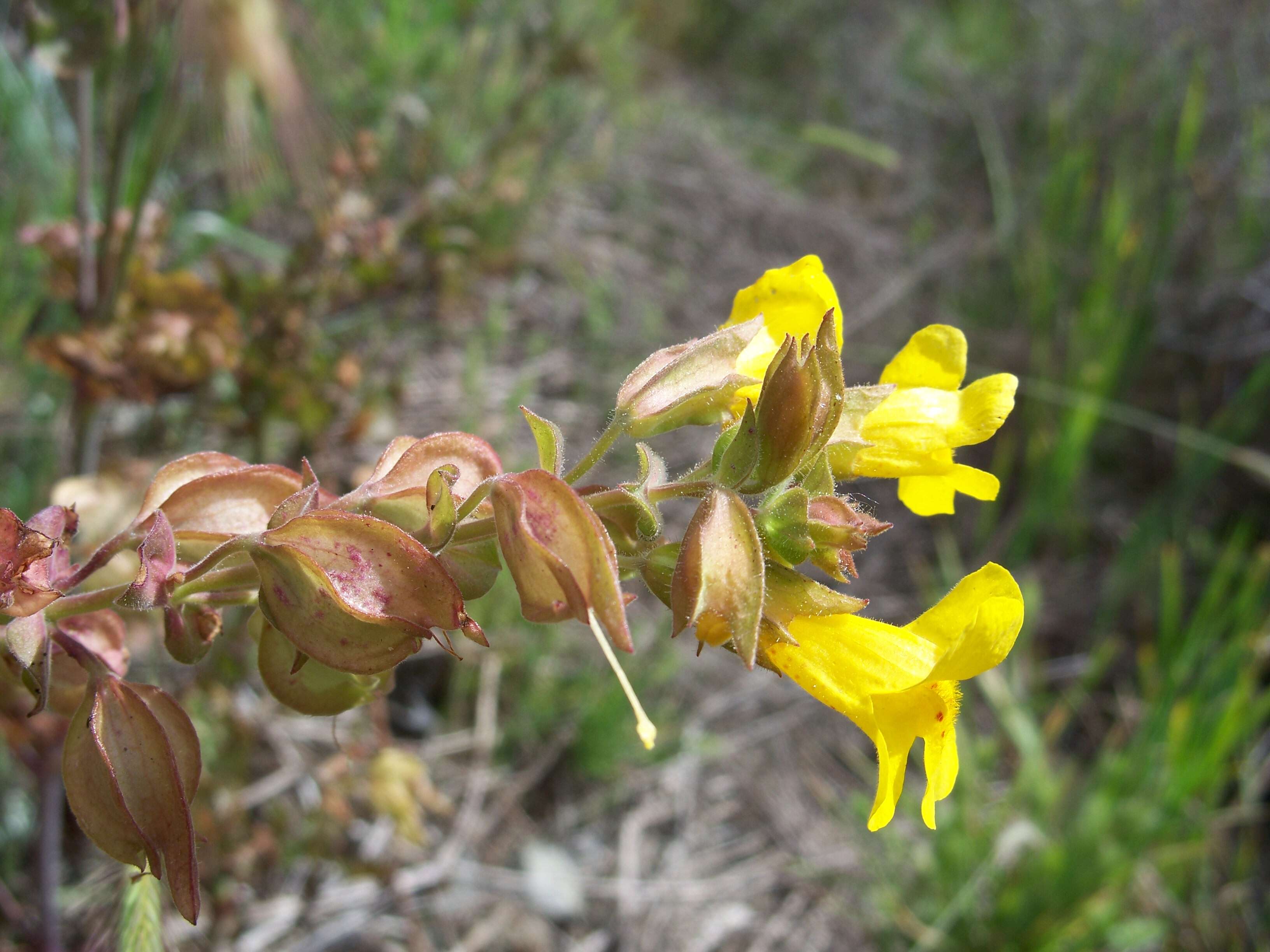 Image of Erythranthe guttata (DC.) G. L. Nesom