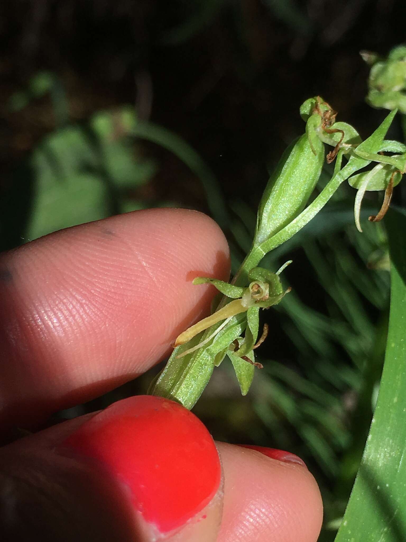 Image of Canyon Bog Orchid