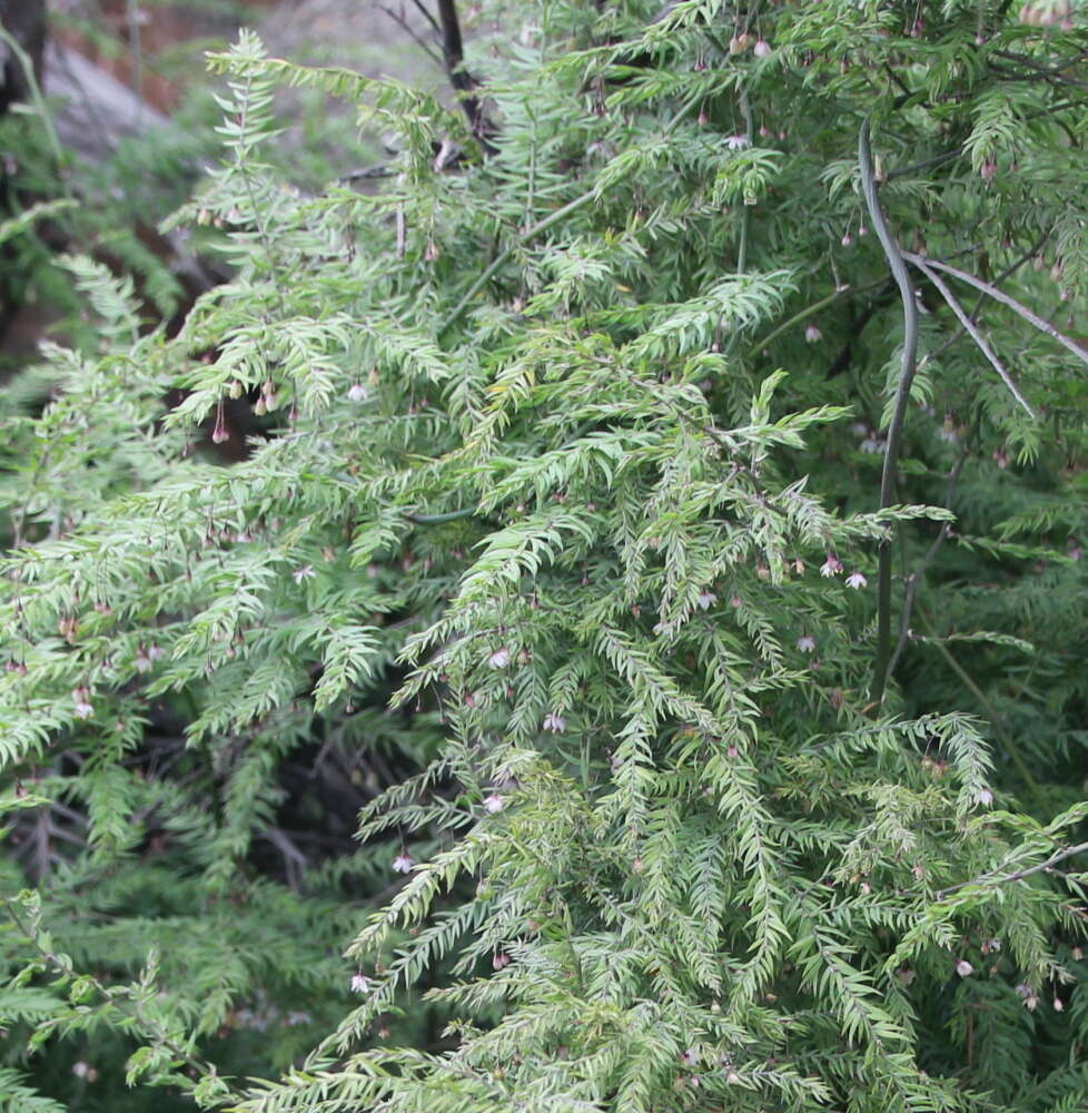 Image of Asparagus scandens Thunb.