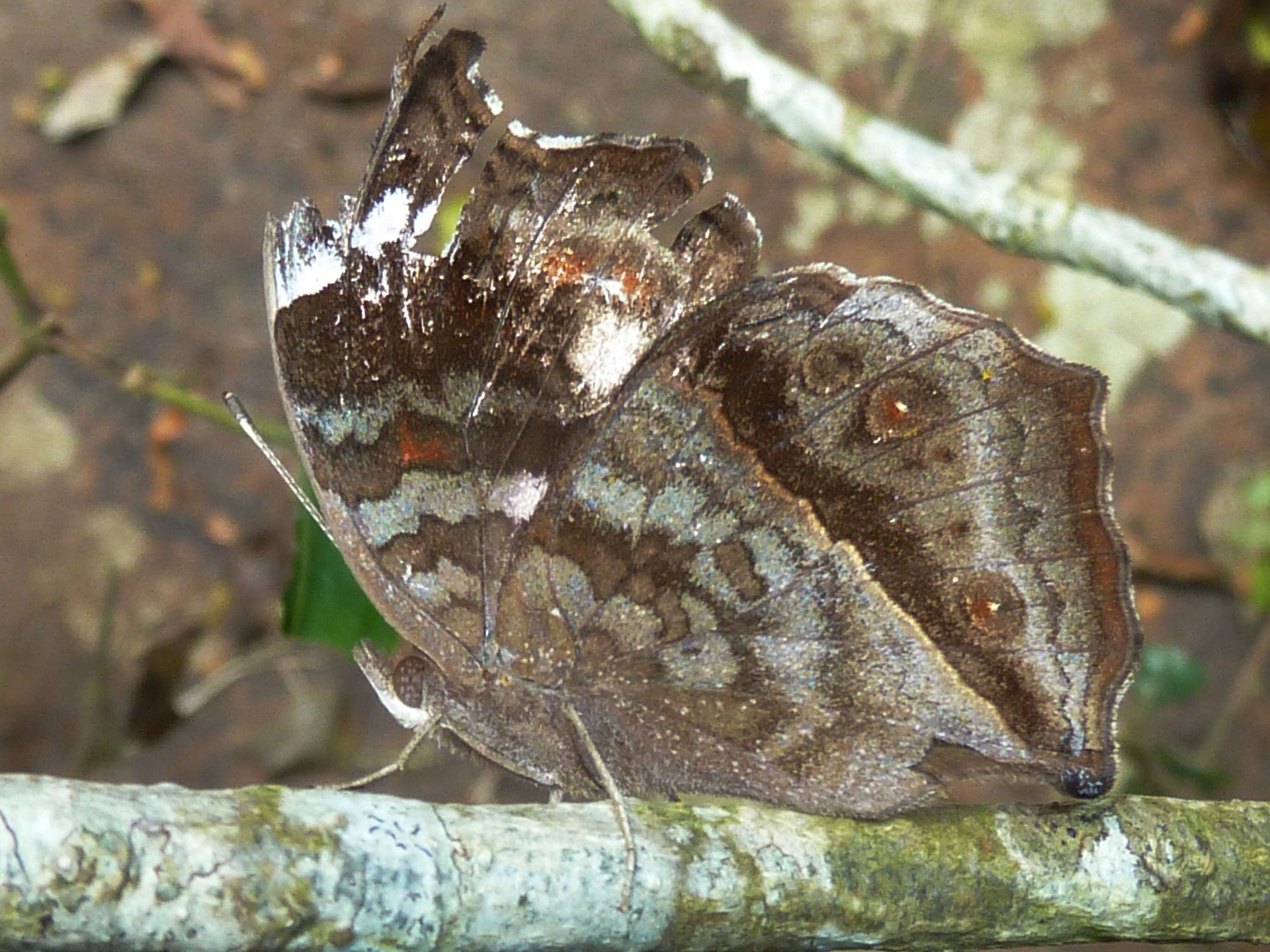 Imagem de Junonia natalica Felder 1860